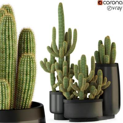 仙人掌植物盆